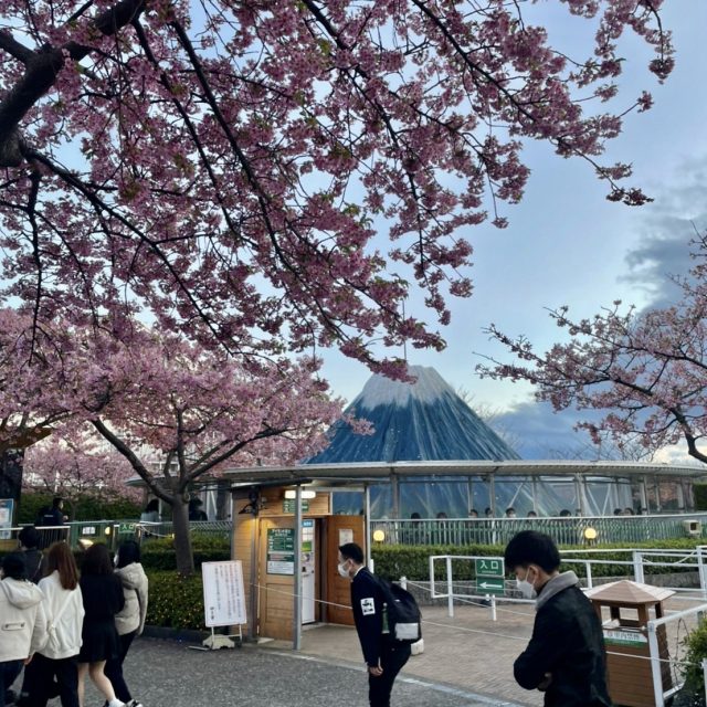 日本の桜🌸